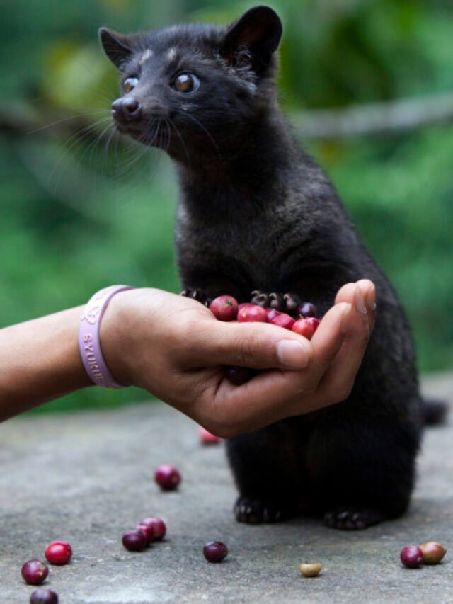 Kopi Luwak: O Café Mais Raro e Caro do Mundo - Cafe.i.n.ação