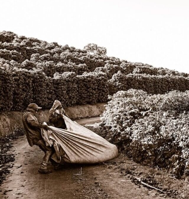 Livro: Cafés da Mantiqueira