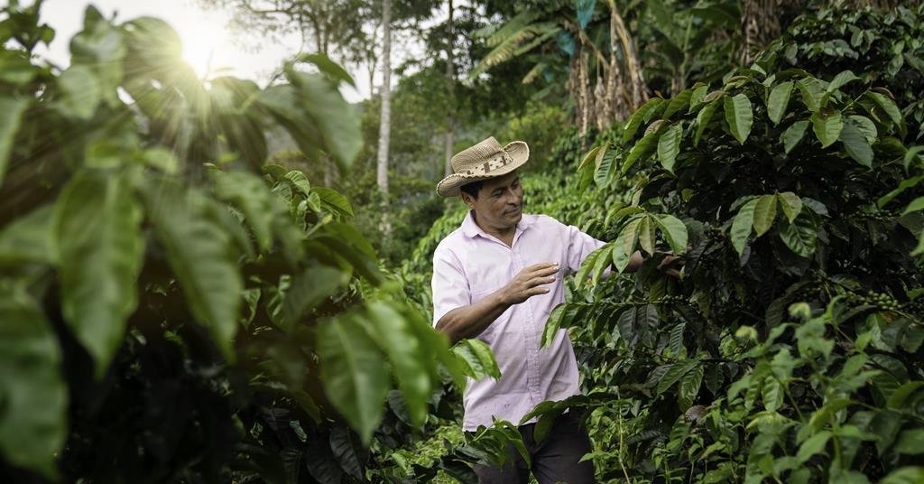 produção de café na colômbia