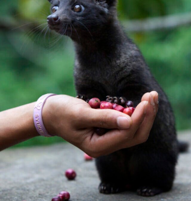 Kopi Luwak: O Café Mais Raro e Caro do Mundo