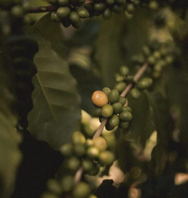 A saga do café – Da Etiópia para o Mundo