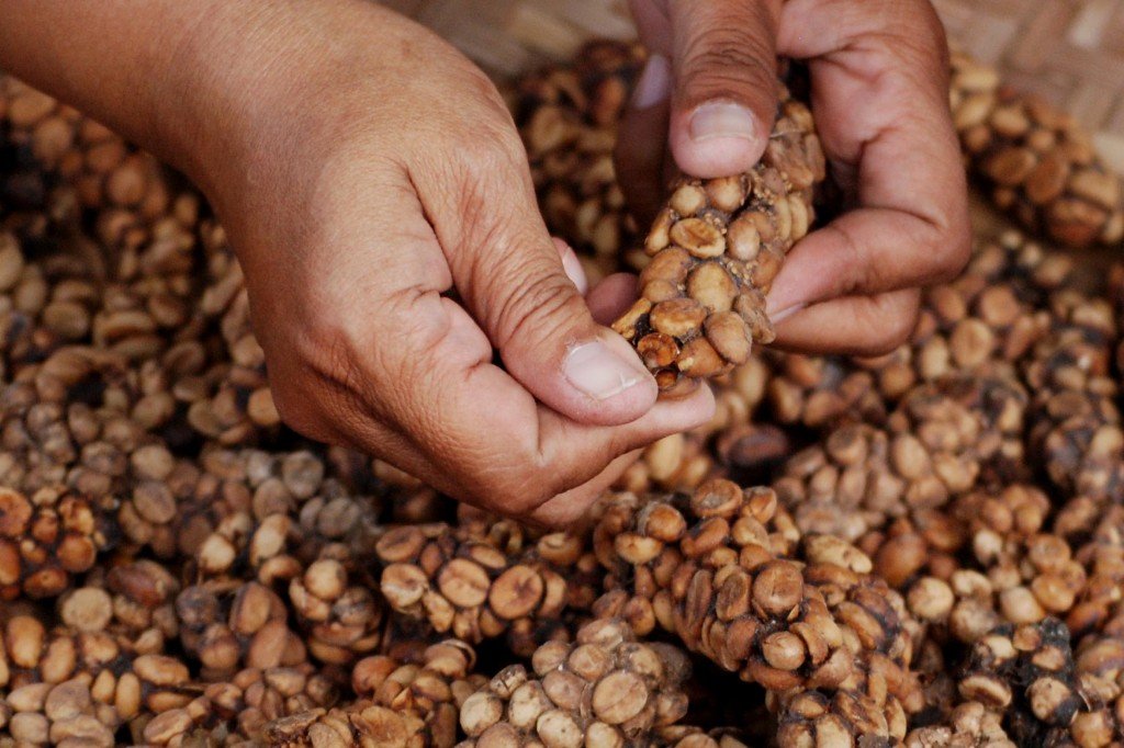 Kopi Luwak: O Café Mais Raro e Caro do Mundo - Cafe.i.n.ação