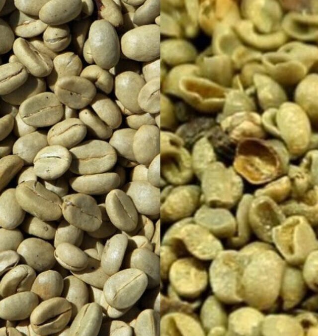 Café Especial x Café Tradicional