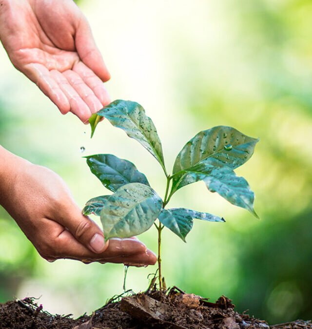 O passo-a-passo do Café | Part 1