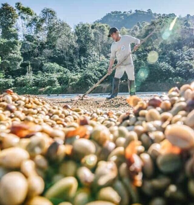 O passo-a-passo do Café | Part 2