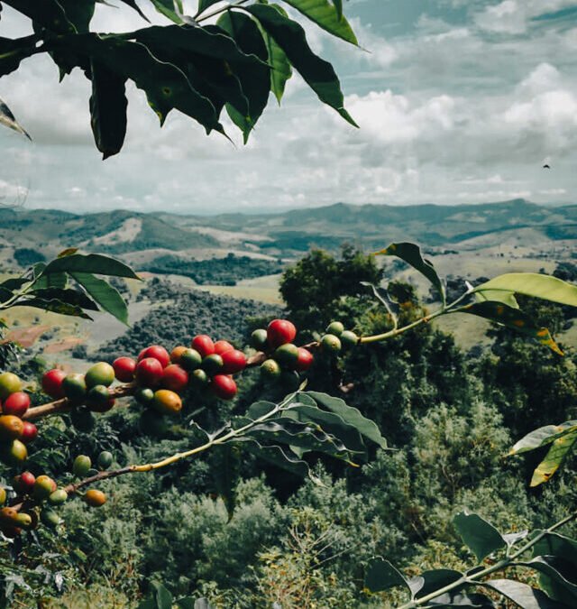 Conheça 5 variedades de Cafés mais produzidas no Brasil