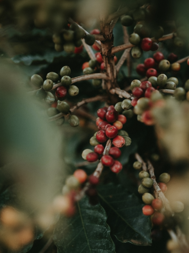 Conheça os 5 países que mais produzem café no mundo