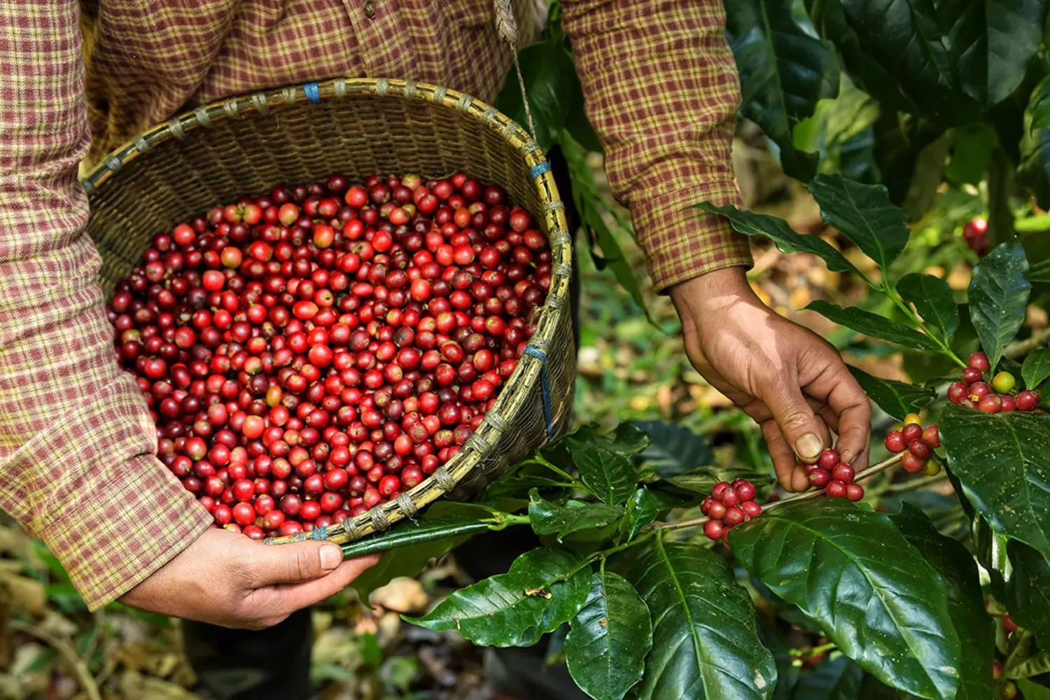 Por que o café está tão caro? Entenda a alta do grão no Brasil